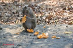 Monkey with crackers.